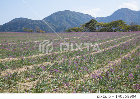 畑の一面に咲くラッキョウの花 鳥取県 鳥取砂丘 140558904