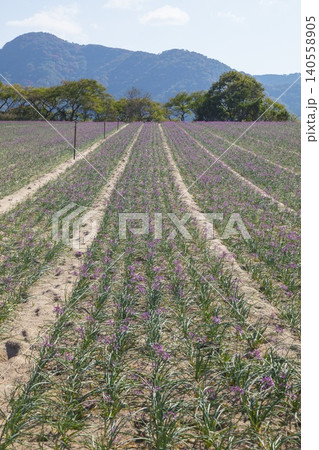 畑の一面に咲くラッキョウの花 鳥取県 鳥取砂丘 140558905