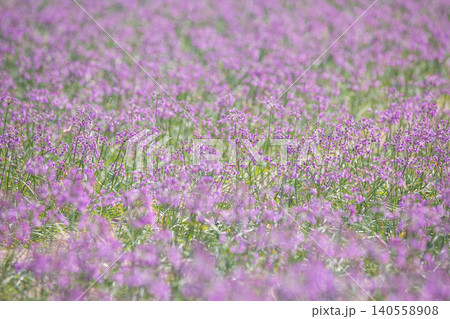 畑の一面に咲くラッキョウの花 鳥取県 鳥取砂丘 140558908