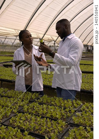 African american coworkers in lab coats examining sprout trays in greenhouse with tablet, plant African american coworkers in lab coats examining sprout trays in greenhouse with tablet, plant 140558941