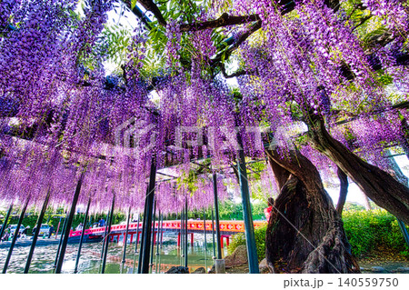 5月初旬前後に見頃を迎える紫色や白色の「藤」の花は、蝶のような形の小さな花をたくさん咲かせます 5月初旬前後に見頃を迎える紫色や白色の「藤」の花は、蝶のような形の小さな花をたくさん咲かせます 140559750