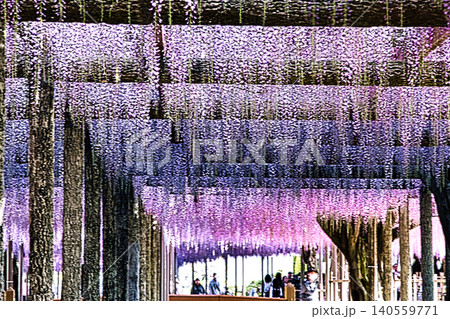 5月初旬前後に見頃を迎える紫色や白色の「藤」の花は、蝶のような形の小さな花をたくさん咲かせます 5月初旬前後に見頃を迎える紫色や白色の「藤」の花は、蝶のような形の小さな花をたくさん咲かせます 140559771