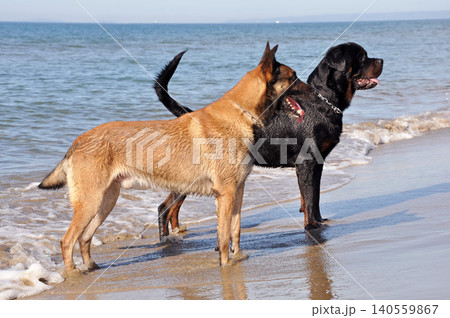 belgian shepherd, rottweiler and beach belgian shepherd, rottweiler and beach 140559867