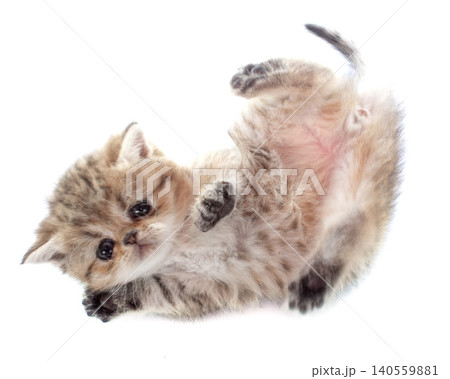 kitten exotic shorthair kitten exotic shorthair 140559881
