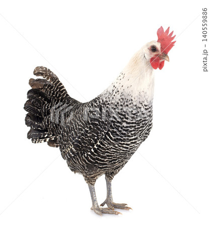 Braekel chicken 140559886