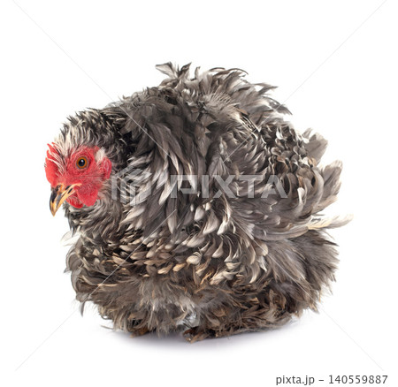 Curly Feathered chicken Pekin 140559887