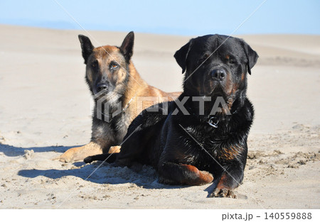 rottweiler and malinois and beach 140559888