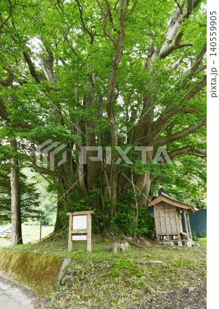 【住田町 長桂寺近くにある推定樹齢800年の「玉桂」】 【住田町 長桂寺近くにある推定樹齢800年の「玉桂」】 140559905