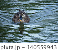 池で泳ぐカルガモ 140559943
