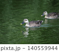 池で泳ぐカルガモ 140559944