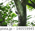 木に止まるコゲラ 140559945