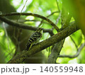 枝に止まるコゲラ 140559948