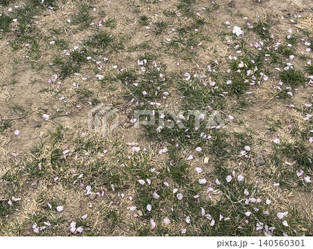 Fallen Pink Cherry Blossom Petals On Dirt And Grass Ground Fallen Pink Cherry Blossom Petals On Dirt And Grass Ground 140560301