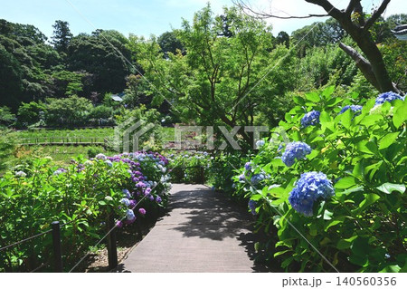 アジサイと菖蒲池 アジサイと菖蒲池 140560356