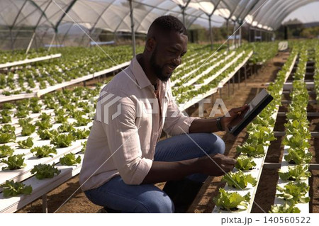 Mid adult african american man kneeling in greenhouse checking hydroponic lettuce rows by tablet 140560522