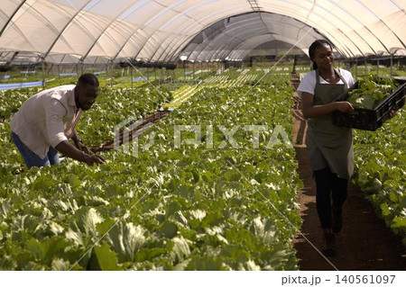 African american coworkers harvesting, carrying black plastic crate in greenhouse African american coworkers harvesting, carrying black plastic crate in greenhouse 140561097