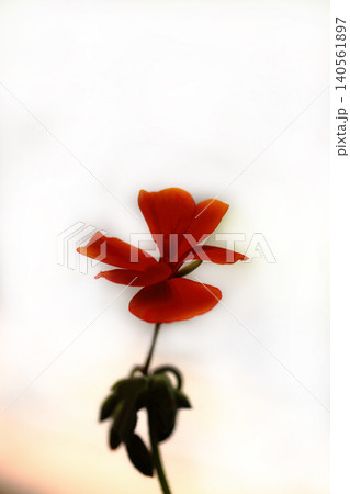 赤いゼラニウムの花 赤いゼラニウムの花 140561897