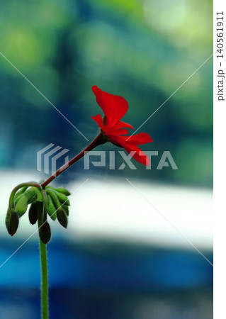 赤いゼラニウムの花 赤いゼラニウムの花 140561911
