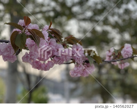 Pink Double Flowered Cherry Blossom Branch With Dark Leaves Pink Double Flowered Cherry Blossom Branch With Dark Leaves 140562027