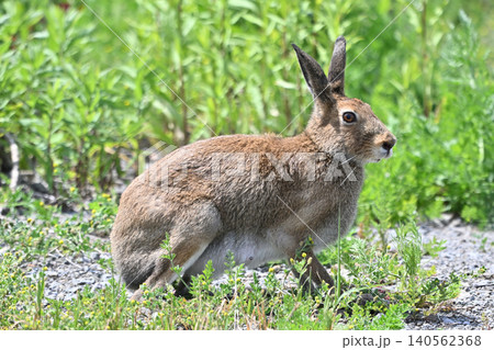 夏毛のエゾユキウサギ 夏毛のエゾユキウサギ 140562368