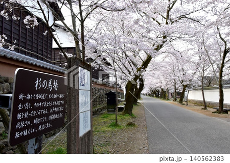 福岡県朝倉市　秋月杉の馬場（秋月城跡）と満開桜 140562383