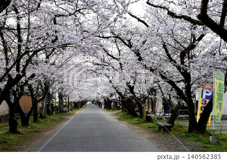 福岡県朝倉市 秋月杉の馬場(秋月城跡)と満開桜 福岡県朝倉市 秋月杉の馬場(秋月城跡)と満開桜 140562385