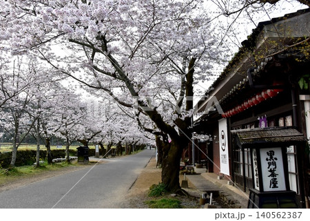 福岡県朝倉市 秋月杉の馬場(秋月城跡)と満開桜と黒門茶屋 福岡県朝倉市 秋月杉の馬場(秋月城跡)と満開桜と黒門茶屋 140562387