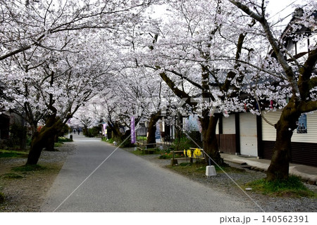 福岡県朝倉市 秋月杉の馬場(秋月城跡)と満開桜と観光施設 福岡県朝倉市 秋月杉の馬場(秋月城跡)と満開桜と観光施設 140562391