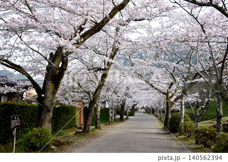 福岡県朝倉市 秋月杉の馬場(秋月城跡)と満開桜 福岡県朝倉市 秋月杉の馬場(秋月城跡)と満開桜 140562394