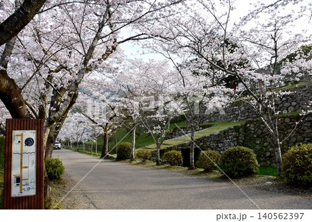 福岡県朝倉市 秋月杉の馬場(秋月城跡)と瓦坂と満開桜 福岡県朝倉市 秋月杉の馬場(秋月城跡)と瓦坂と満開桜 140562397