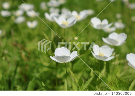 イチリンソウの花 イチリンソウの花 140563009