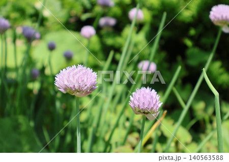 庭に咲くアサツキの花 庭に咲くアサツキの花 140563588