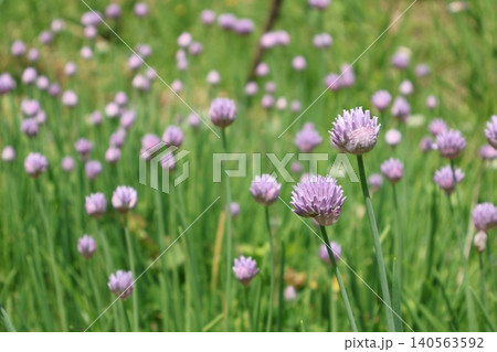 庭に咲くアサツキの花 庭に咲くアサツキの花 140563592