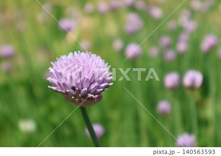 庭に咲くアサツキの花 庭に咲くアサツキの花 140563593