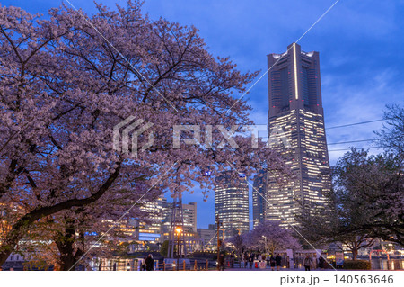 みなとみらいの夜景と汽車道の夜桜の風景 140563646