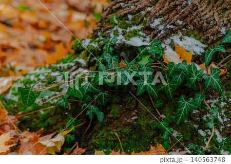 Vibrant green ivy vines cling to a textured tree bark covered in moss and a delicate layer of fresh snow Vibrant green ivy vines cling to a textured tree bark covered in moss and a delicate layer of fresh snow 140563748