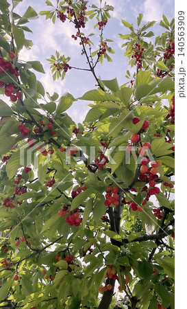 Cherry tree with ripe red fruits in natural landscape. Cherry tree with ripe red fruits in natural landscape. 140563909