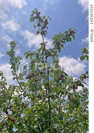 Cherry tree with ripe red fruits in natural landscape. Cherry tree with ripe red fruits in natural landscape. 140563919
