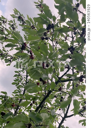 Cherry tree with ripe red fruits in natural landscape. Cherry tree with ripe red fruits in natural landscape. 140563929