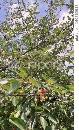 Cherry tree with ripe red fruits in natural landscape. Cherry tree with ripe red fruits in natural landscape. 140563938