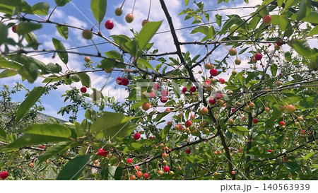 Cherry tree with ripe red fruits in natural landscape. 140563939