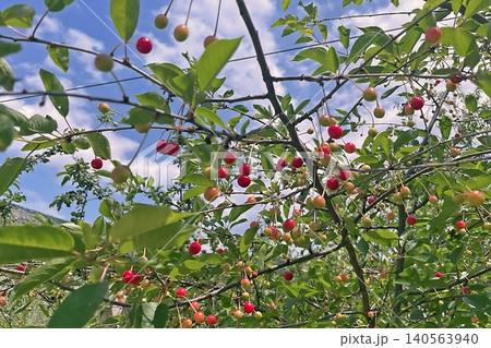 Cherry tree with ripe red fruits in natural landscape. Cherry tree with ripe red fruits in natural landscape. 140563940