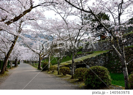 福岡県朝倉市　秋月杉の馬場（秋月城跡）と瓦坂と満開桜 140563978