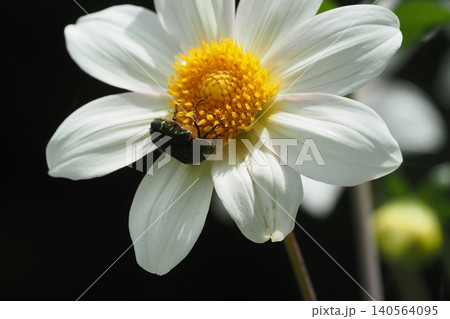 白いダリアの花とハナムグリ 白いダリアの花とハナムグリ 140564095