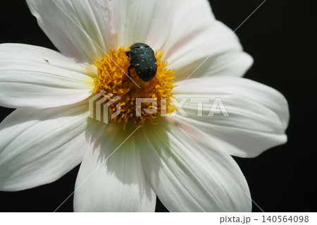 ダリアの花とはなむぐり ダリアの花とはなむぐり 140564098