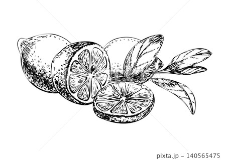 Lemon branch with whole fruits half and slice hand drawn sketch. Black ink line art citrus harvest composition isolated on white for Italian food branding, limoncello label, and recipe card 140565475