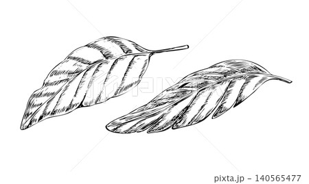 Banana leaves hand drawn black ink line art illustration. Minimalist tropical foliage sketch isolated on white for exotic resort branding, summer textile print, fabric design, and wall decor 140565477