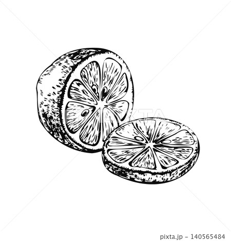 Lemon half with cut round slice hand drawn line art sketch. Black ink citrus composition isolated on white for cosmetic brand label, summer cocktail menu, essential oil package, and card 140565484