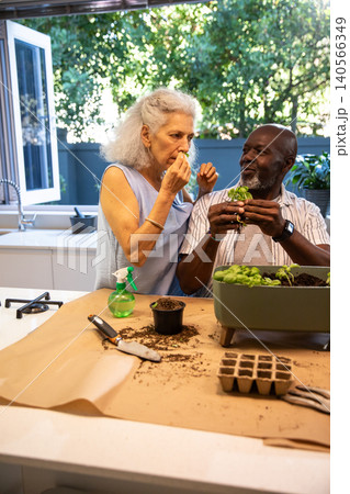 Diverse couple planting herb seedlings on kitchen island using gardening trowel and spray bottle 140566349