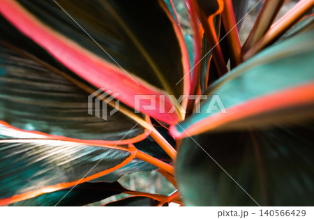 Selective focus soft blur, Leaf or plant Cordyline fruticosa leaves calming coral colorful vivid tropical nature background Selective focus soft blur, Leaf or plant Cordyline fruticosa leaves calming coral colorful vivid tropical nature background 140566429